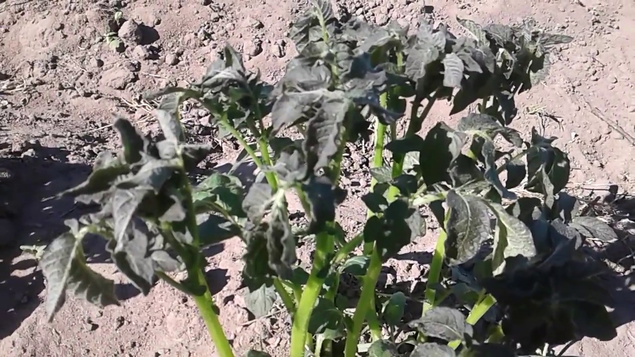 В Україні через великодні заморозки пропала рання картопля та інші овочі