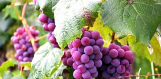 Самодельные удобрения для винограда: чем полить растения весной для богатого урожая - today.ua