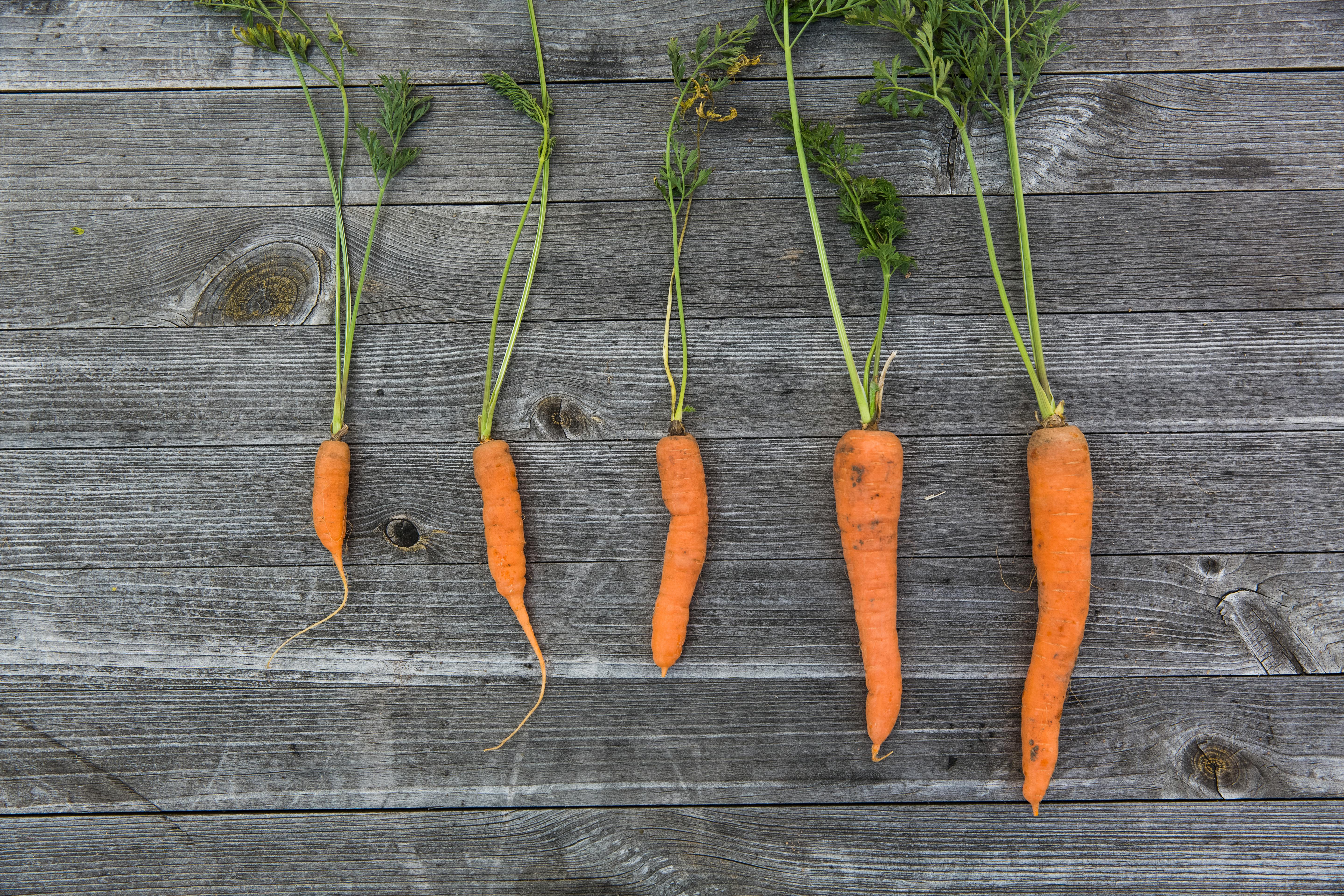 Как вырастить крупную и прямую морковь: хитрости и рецепты питательного удобрения