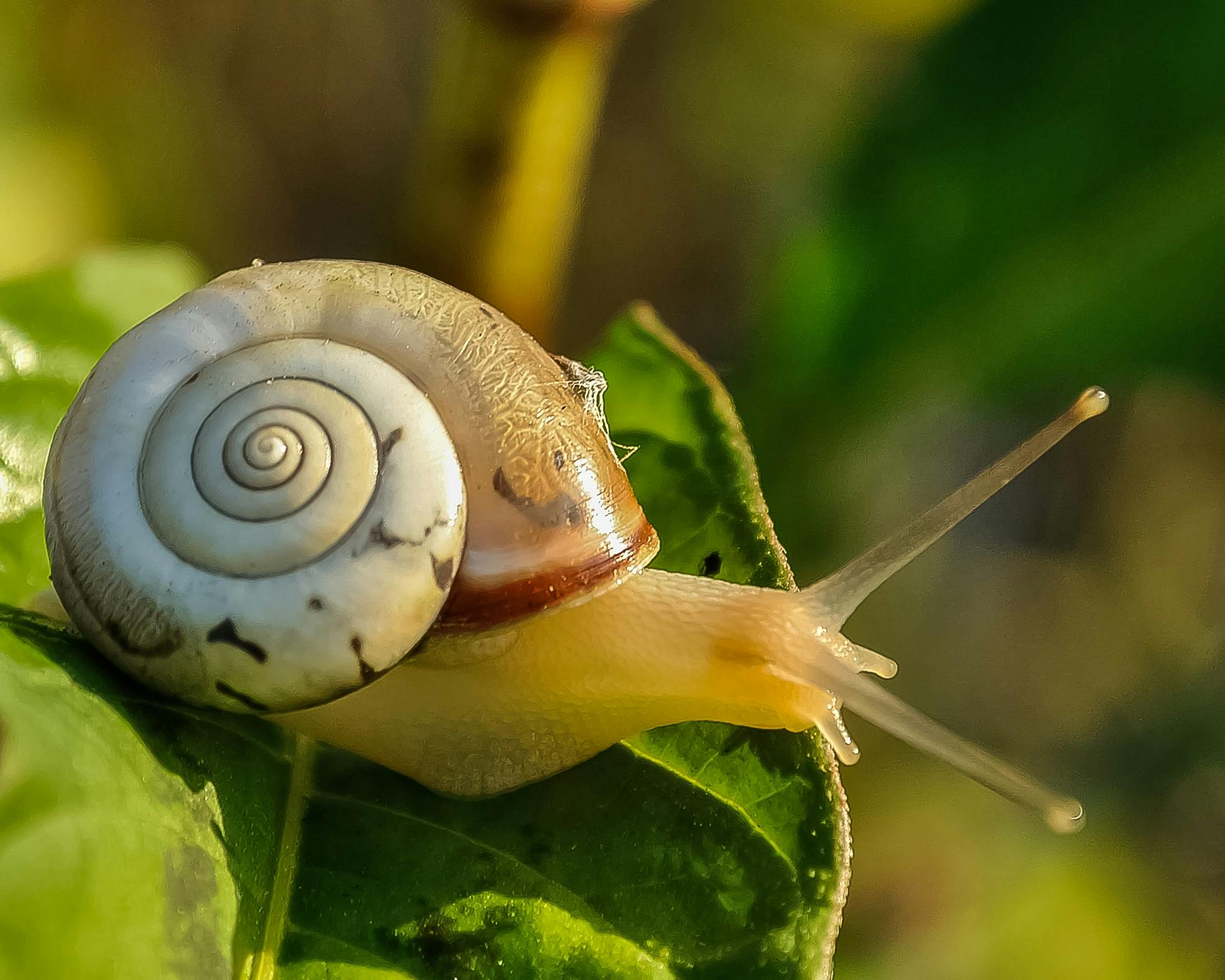 Як захистити сад та город від равликів: три ефективні способи боротьби зі шкідниками