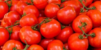 Чем удобрить помидоры после посадки в грунт, чтобы они выросли крупные и мясистые: рецепты - today.ua