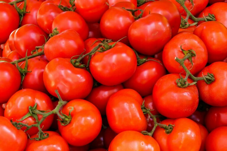 Чим удобрити помідори після посадки в ґрунт, щоб вони виросли великі та м'ясисті: рецепти - today.ua