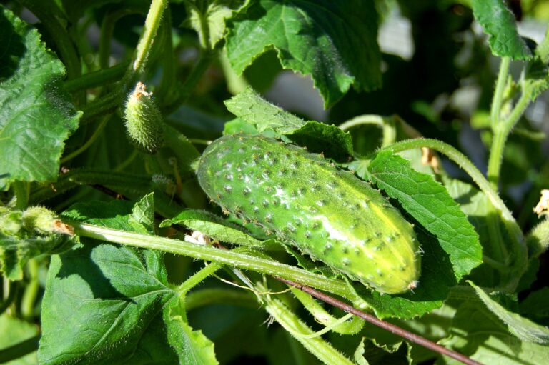 Добрива для збільшення врожаю огірків: рецепти домашнього підживлення овочів - today.ua