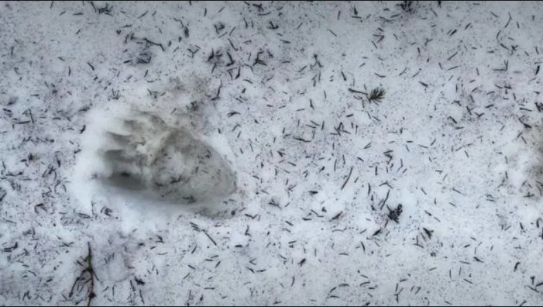 У уклонистов, бегущих по горным маршрутам в Румынию, появилась проблема похуже пограничников