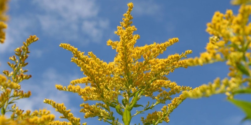 Як уберегтися алергікам у період цвітіння амброзії