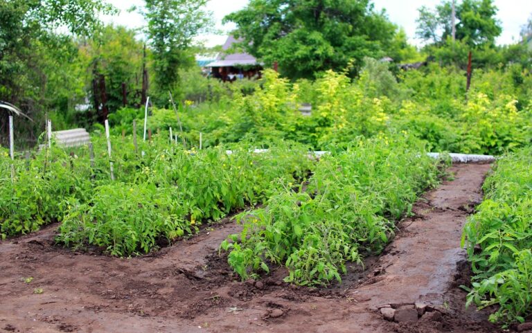 Не тільки трави: що можна посадити на городі у червні - today.ua