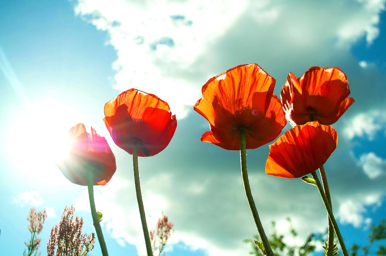 День летнего солнцестояния 2024: что нужно сделать, чтобы привлечь удачу и счастье