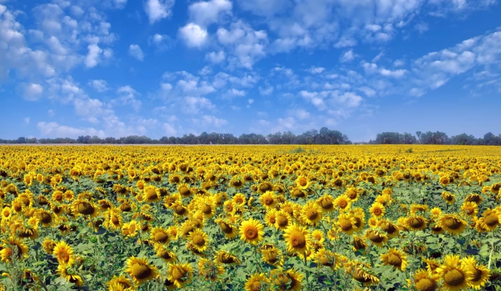 Зі вступом до ЄС в Україні почнеться продаж землі іноземцям: на початку реформи про це ніхто не говорив - today.ua