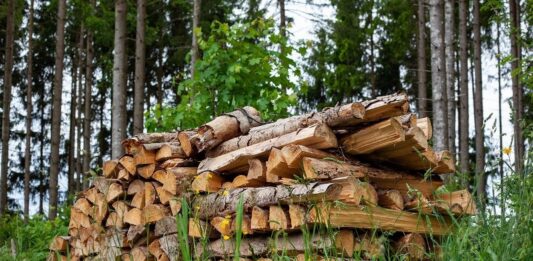 Кабмін скасував заборону самовільно заготовляти деревину для опалення будинків у дев'яти областях України  - today.ua