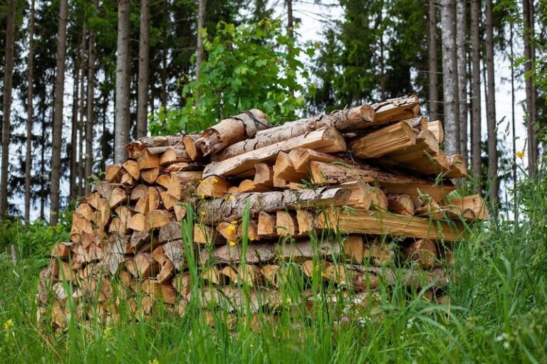 Кабмін скасував заборону самовільно заготовляти деревину для опалення будинків у дев'яти областях України  - today.ua