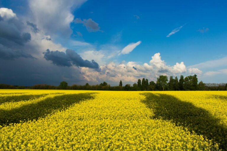 Погода в Україні на вихідні: синоптикиня розповіла, коли чекати на послаблення спеки - today.ua