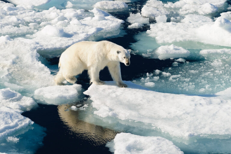Рівень Світового океану став катастрофічно підніматись через танення льодовиків: учені назвали країни, які вже незабаром підуть під воду - today.ua