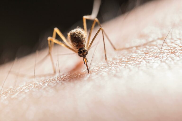 Дієві способи полегшити свербіж від укусу комара: допоможуть п'ять народних засобів - today.ua