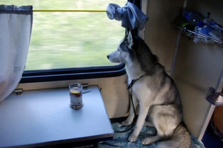 Укрзалізниця планує змінити правила перевезення тварин у пасажирських поїздах  - today.ua