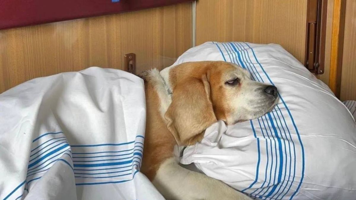 Укрзалізниця дасть більше прав хвостатим пасажирам: як зміняться правила перевезення тварин