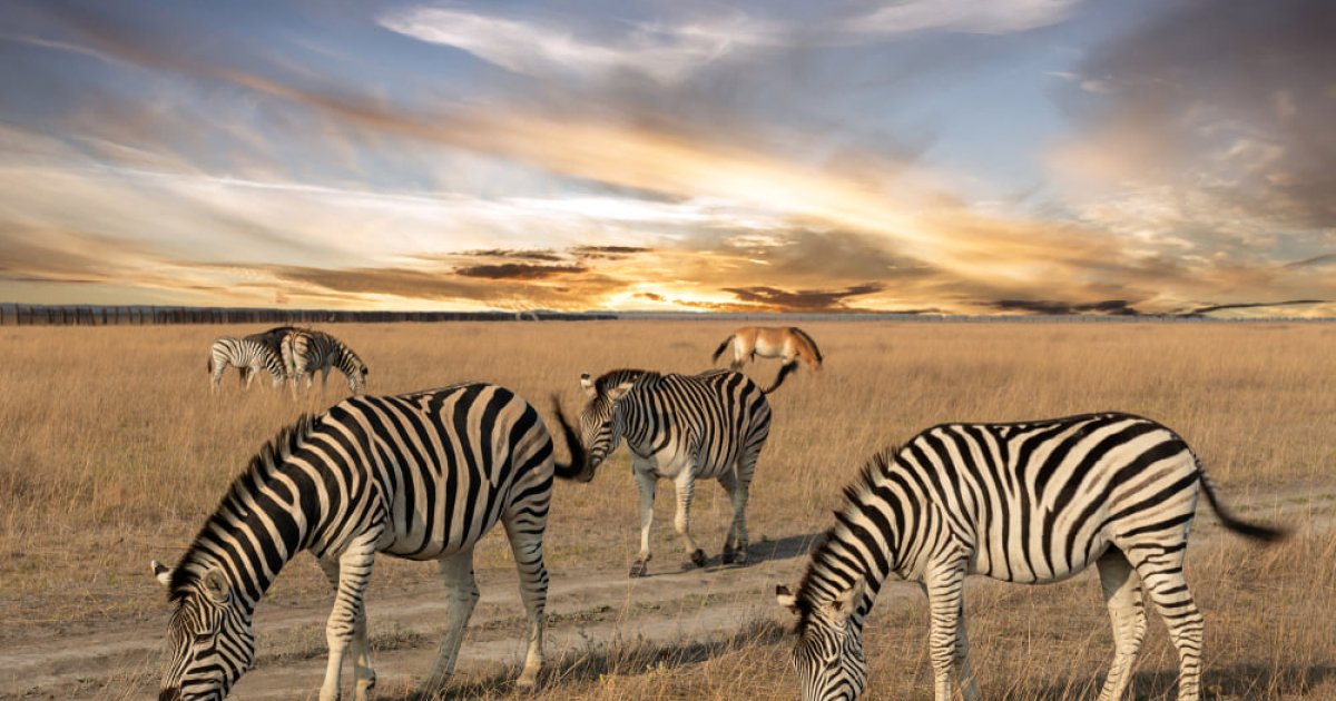 Окупанти влаштували полювання на диких тварин в Асканії-Нові: заповідника більше немає, - голова Херсонської ОВА