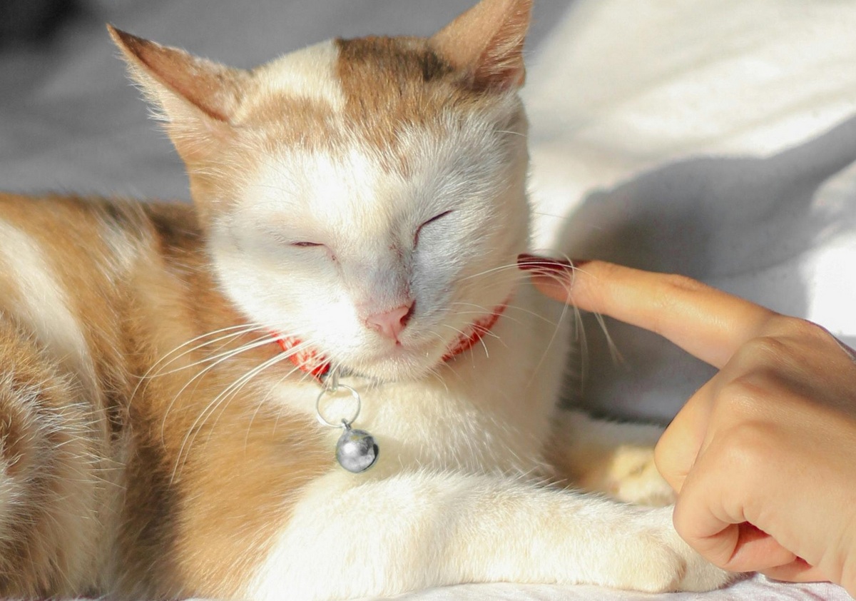 Владельцам кошек объяснили, почему их нельзя будить