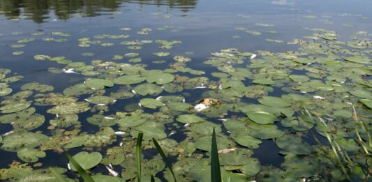 Десна принесет загрязненную воду в Киев 10 сентября: как пытаются предотвратить ситуацию - today.ua