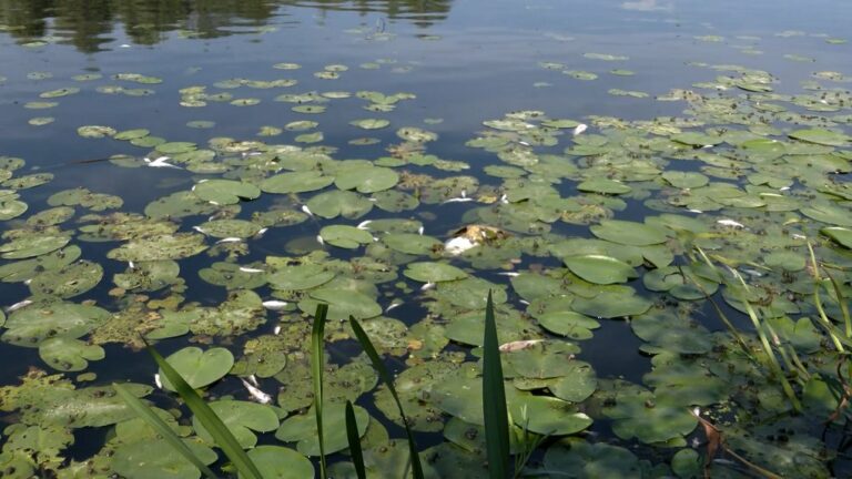 Десна принесет загрязненную воду в Киев 10 сентября: как пытаются предотвратить ситуацию - today.ua