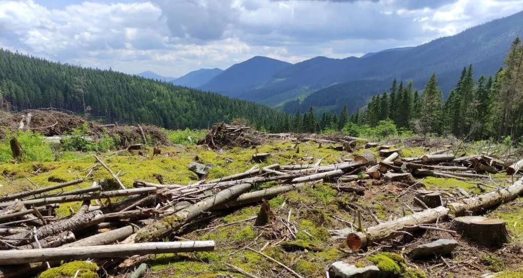 Верховна Рада збільшила штрафи за незаконний збір грибів та ягід