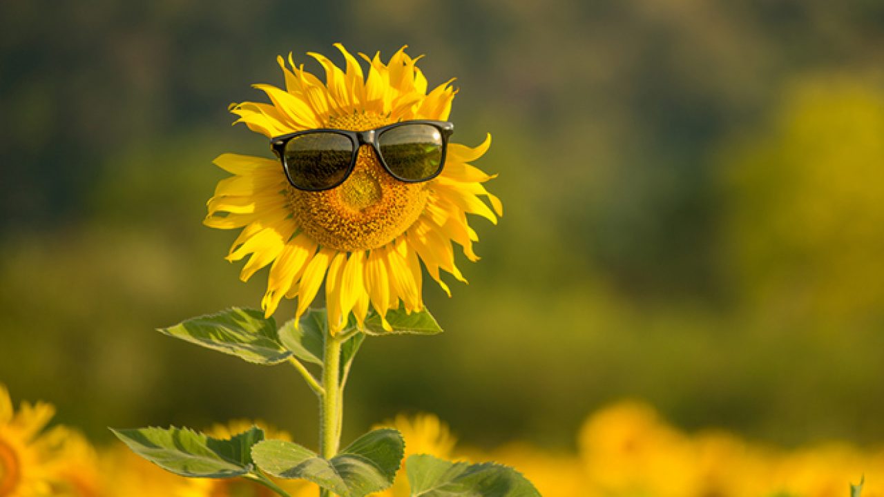 В Украине теперь лето будет длиться до октября, - метеоролог